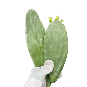 Spineless Organic Cactus pads for feeding (Nopales)  Fresh! Reptile / animal food !