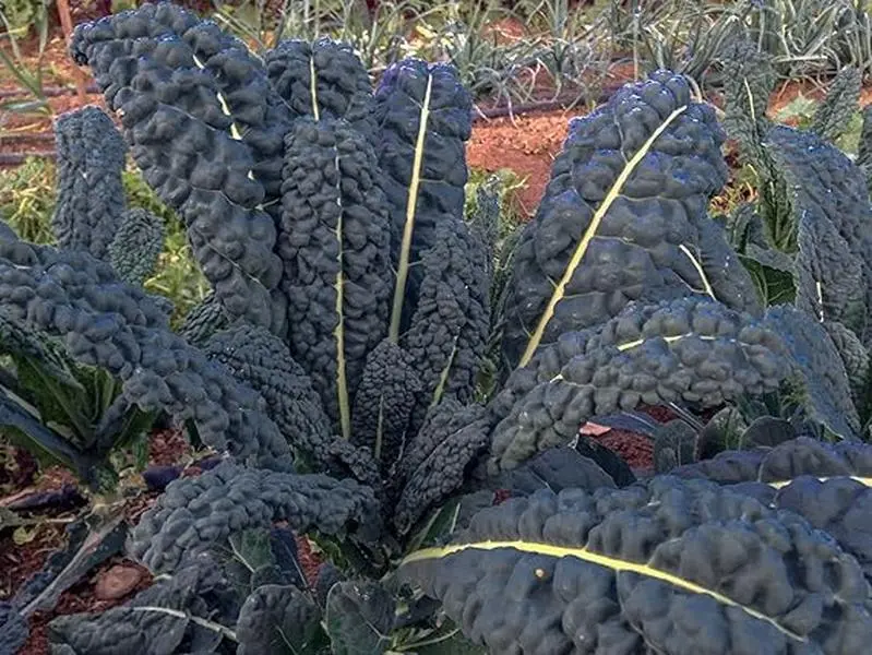 1000 Black Tuscan Lacinato Kale Seeds for Planting  Dinosaur Kale 3.5+ Grams Garden Vegetable Bulk Survival