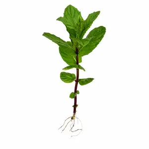 Rooted Mint Plant Cuttings | 1 2 or 3 Plants | Fresh Live Mint | Fast Grow Indoor or Outdoor Herb