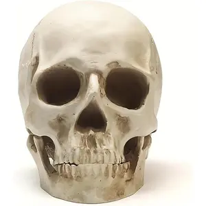 Skull, 1:1 Human Skull, Human  Model for  Decoration, Halloween Statue,  Model, Model Anatomical  Skeleton, Jaw is Movable (White)