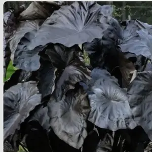 Black Coral Elephant Ear Live Plant - Colocasia Esculenta for Outdoor and Indoor Planting live Plant in pot 3 inch to 6 inch tall