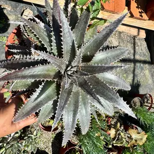 Dyckia Platyphylla 8 inch pot Plant