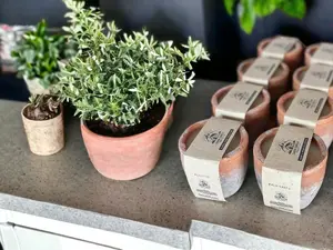 Plant Candle in a 10oz Container - Succulent Candle pot - Wildflower seed embedded label - 4' Aged Terra Cotta - Eco friendly - Handmade pot