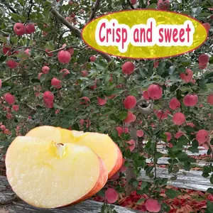 Crispy apple seedlings | The pulp is full and juicy, bright red and crystal clear, adding charm to the garden