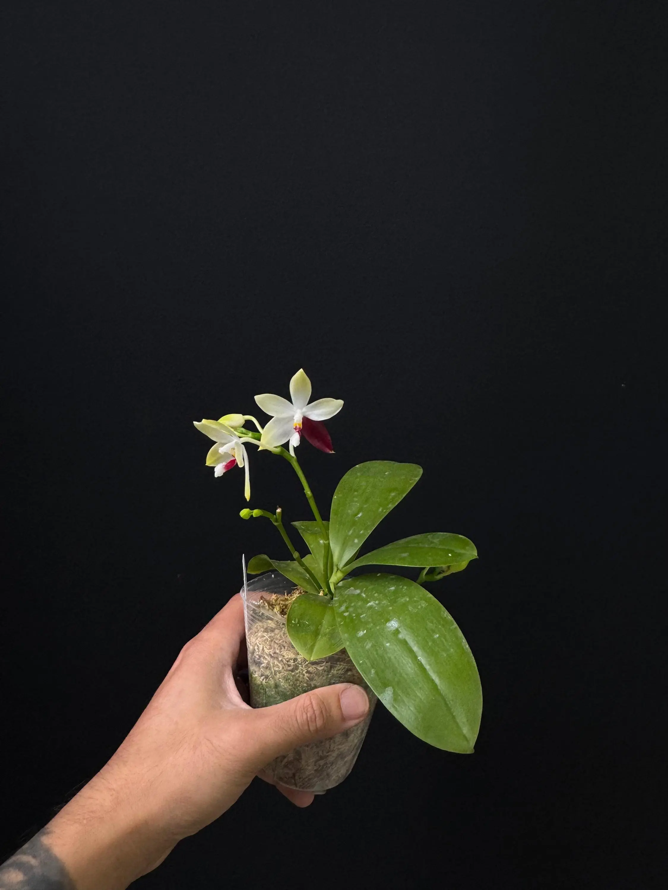 Phalaenopsis tetraspis 'C1'