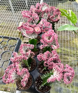 Mermaid Pink Cactus Pot 4” Indoor Plants -  Houseplant