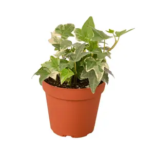 English Ivy 'Glacier' - Frosty Fronds: Fast-Growing, Easy-Care Vining Plant for Ground Cover or Arrangements