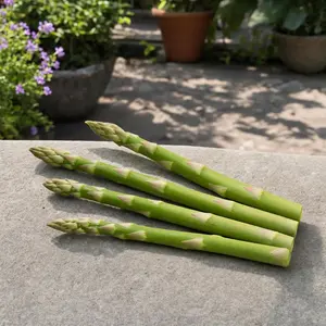 100 Mary Washington Asparagus Seeds, Non-GMO Heirloom, Tender Spears for Backyard Gardens, Raised Beds and Home Growing