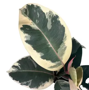 4" Ficus Tineke – Variegated Rubber Tree Plant – Live Indoor Plant