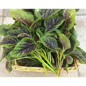 Heirloom Organic Red Stripe Amaranth Herb Seeds Aka Chinese Spinach - Callaloo - Amaranthus viridus - Edible Amaranth