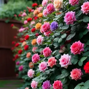Mixed Rose Seeds (200 seeds) - Heirloom and rare varieties for the home garden, non-GMO, easy-to-grow beautiful perennial flowers
