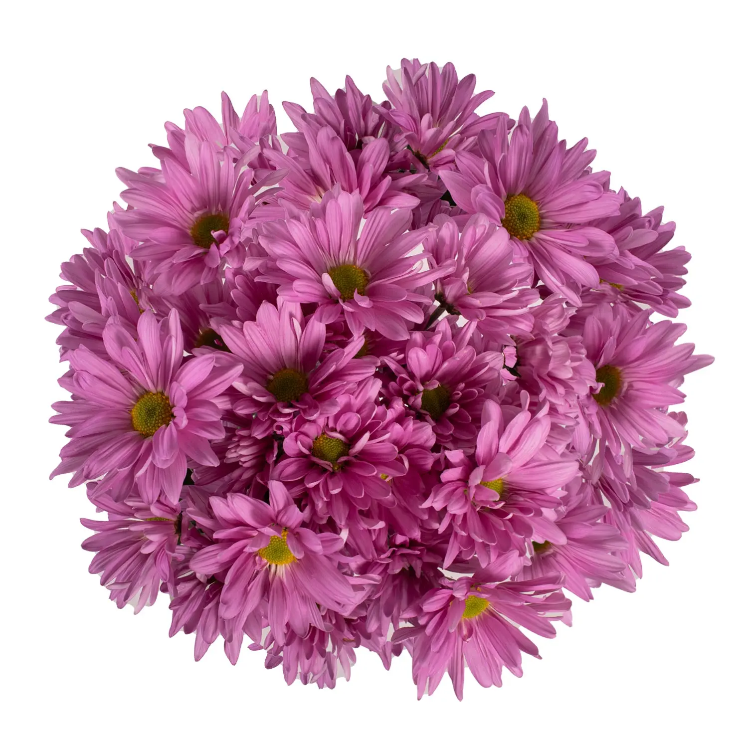 Pink Pompom Daisies