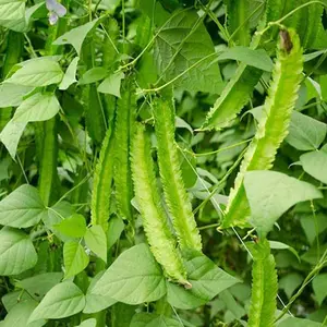 Winged Bean ( Đậu Rồng) Seeds - Heirloom, Non-GMO