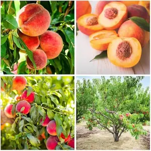 5+ Organic Peach Fruit Tree Seeds for Planting-Peaches Seeds Made in USA Seed Non-GMO for Garden Outdoor