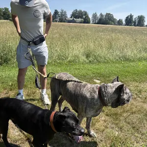 Product Review of iYoShop Hands Free Dog Leash with Zipper Pouch, Dual Padded Handles and Durable Bungee for Walking, Jogging and Running Your Dog from 𝐂**𝐞 ** S**t S**t