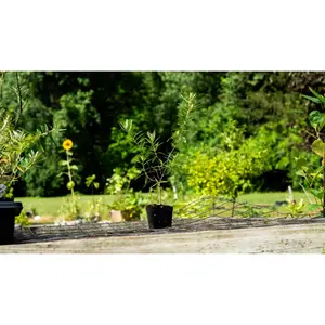 "Freddy" Sea Buckthorn