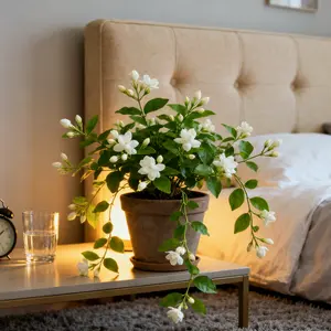 Fragrant jasmine seeds, non-genetically modified, evergreen climbing seed, easy to grow and care for garden/balcony planting, potted ornamental horticultural plant seeds.