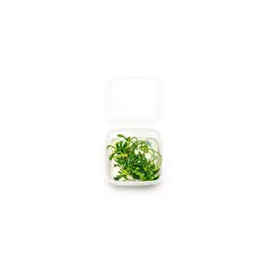 Anubias Minima Dragon Claw Tissue Culture - Small Cup