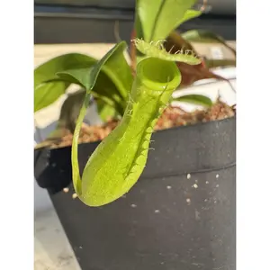 Nepenthes Ventrata
