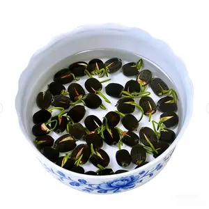 60 Pack Aquatic Water Lotus Flower Seeds Mixed Colors, Sacred Lotus Exotic Perennial, Premium Non-GMO Hydroponic Seeds