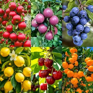 6 Types Mix Fruit Seeds for Planting-40 Lemon &10 Cheery & 40 Orange & 40 Apple &40 Passion Fruit & 10 Blueberry Seeds for Planting Home Garden Outdoor