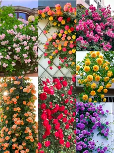 200 mixed color rose seeds, flower seeds are easy to grow, climbing vines and flowering plants, any garden can bloom with colors.