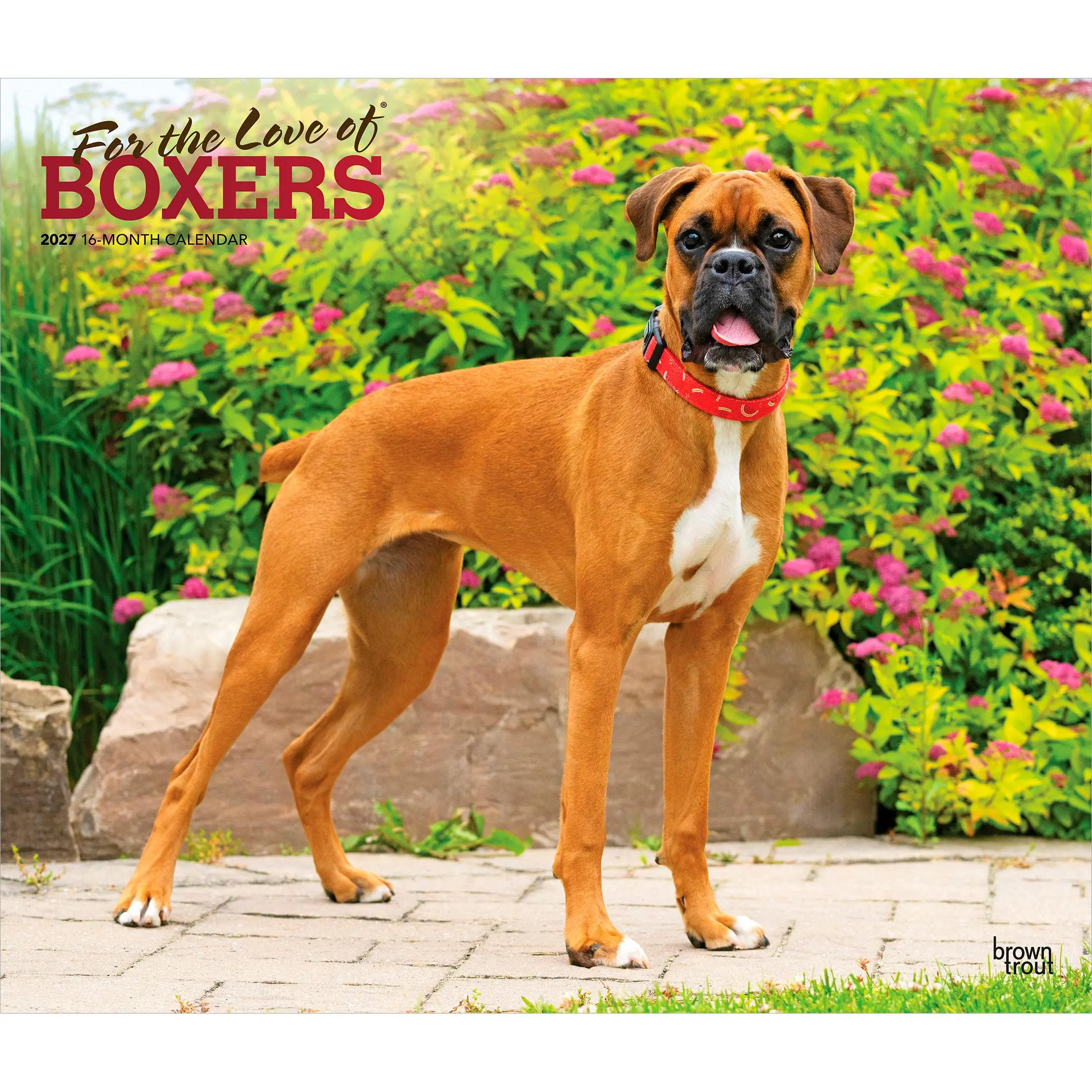 For the Love of Boxers | 2027 14 x 24 Inch (Hanging) Monthly Deluxe Wall Calendar | Foil Stamped Cover | Plastic-Free | BrownTrout | Animal Dog Breeds