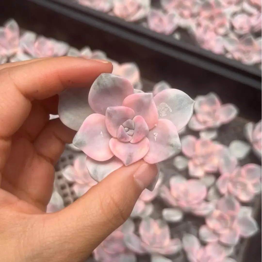 Graptopetalum Snow White Variegated  Purple Live Succulent – Real Plant with Rich Color | Easy Care & Perfect for Home Decor