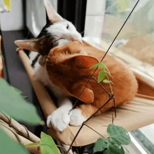 Cat Window Sill, Pet Hammock with Durable Suction Cups, Sandwich Mesh Elevated Cat Bed, Double Tier Sunbed Rack for Glass and Tile - Easy to Install