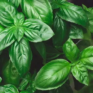 Genovese Basil (Ocimum basilicum 'Genovese') Organic Seeds – Classic Italian Variety, Perfect for Pesto, Fresh Sauces, and Culinary Herb Gardens