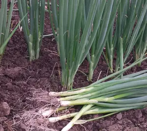 200+Green Onion Seeds Tokyo Long White Bunching Onion Scallion Shallot Fresh US
