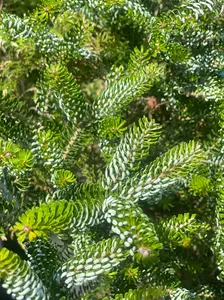 Abies koreana 'Horstmann's Silberlocke' Korean Fir