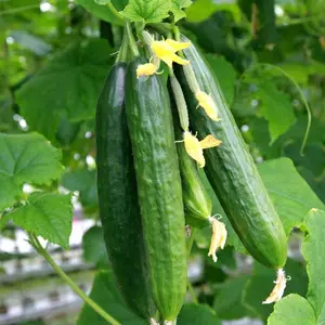 Beit Alpha Persian Cucumber Seeds for delicious fruit all season long! Fast Shipping Plant Pot