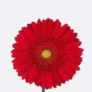 Gerber Carambole - 50 Stem Bunch