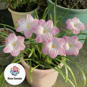 Rain flower bulbs - grown and flowering year-round, ideal for indoor potted flowers. Mature bulbs (non-seed) have high germination rates, large and colorful flowers, easy to grow, suitable as garden floral gifts, or for beginners.