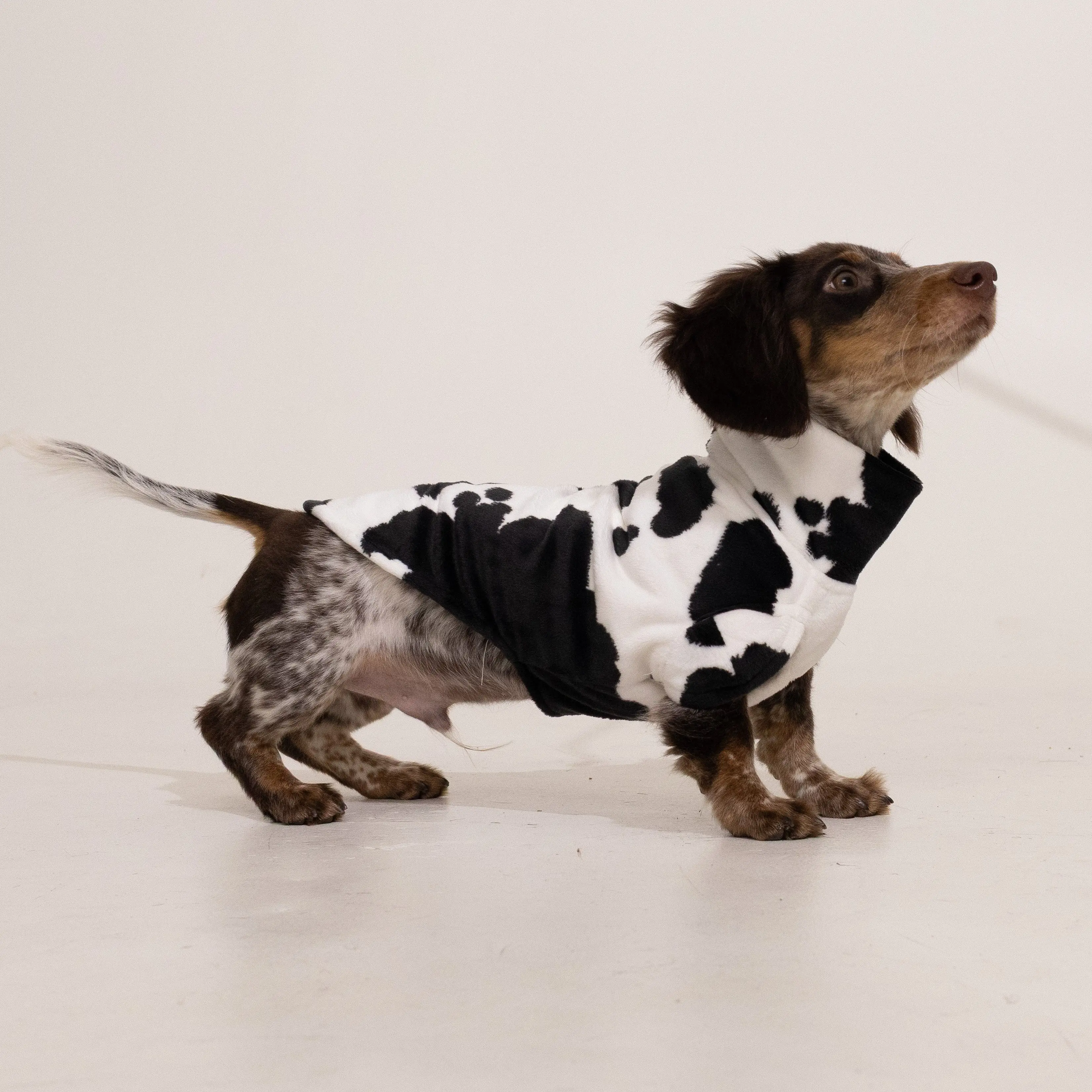 Bark Bark Moo Cow Print