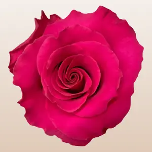 Janeiro Roses Fresh imported from Ecuador