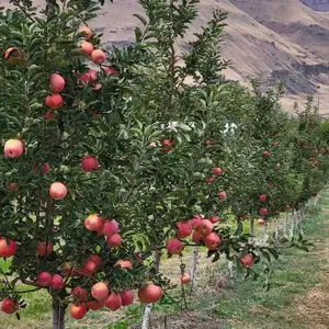 Live apple tree seedlings, deep root system, perennial growth, deciduous fruit trees, suitable for home gardens, courtyards, courtyards and orchards