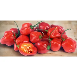 Fresh Red Hot Pepper Habanero 12pk - Bold & Intense Flavor for Your Dishes - Perfect for Hot Meal Lovers