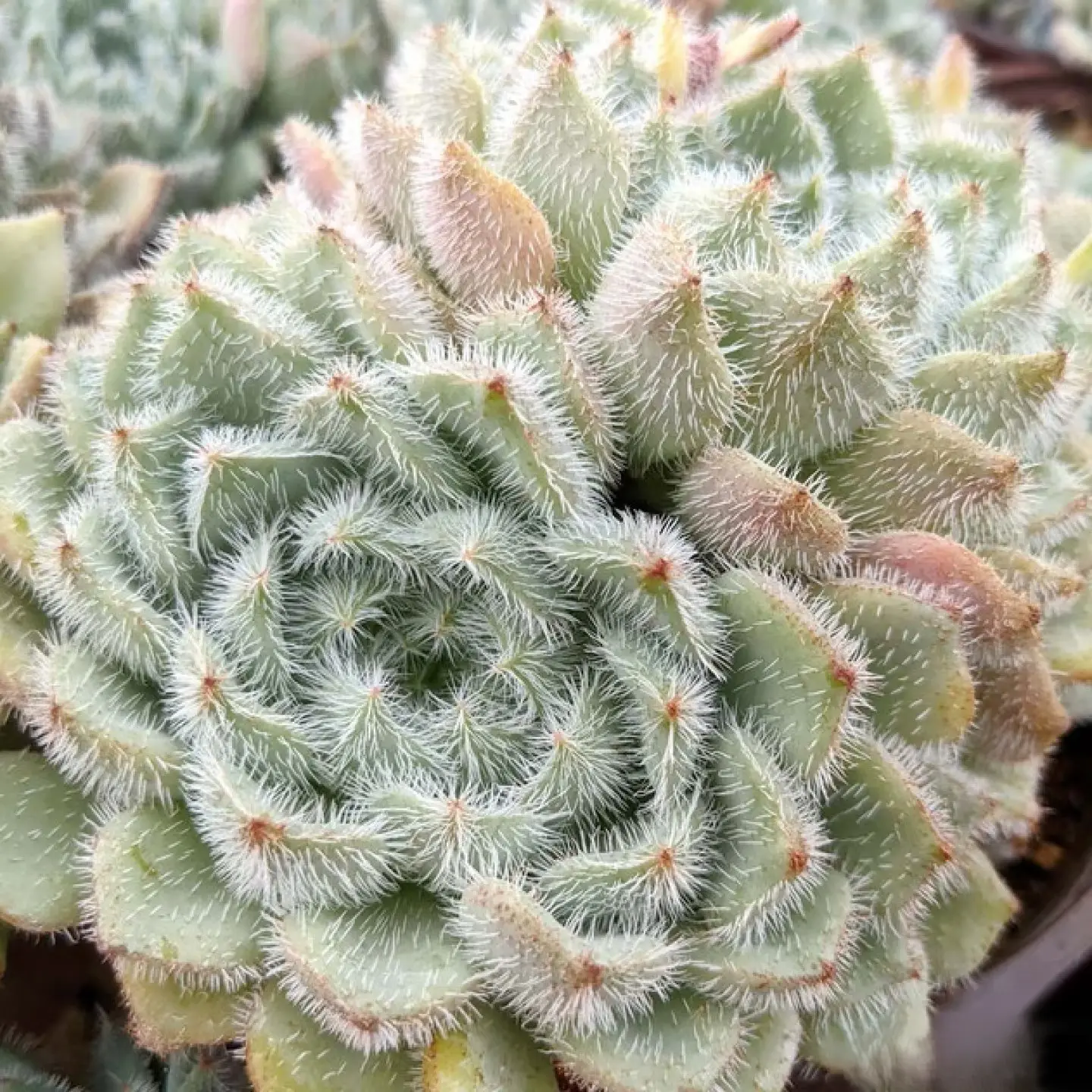 2"Live Succulent Echeveria setosa var.minor