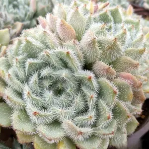 2"Live Succulent Echeveria setosa var.minor