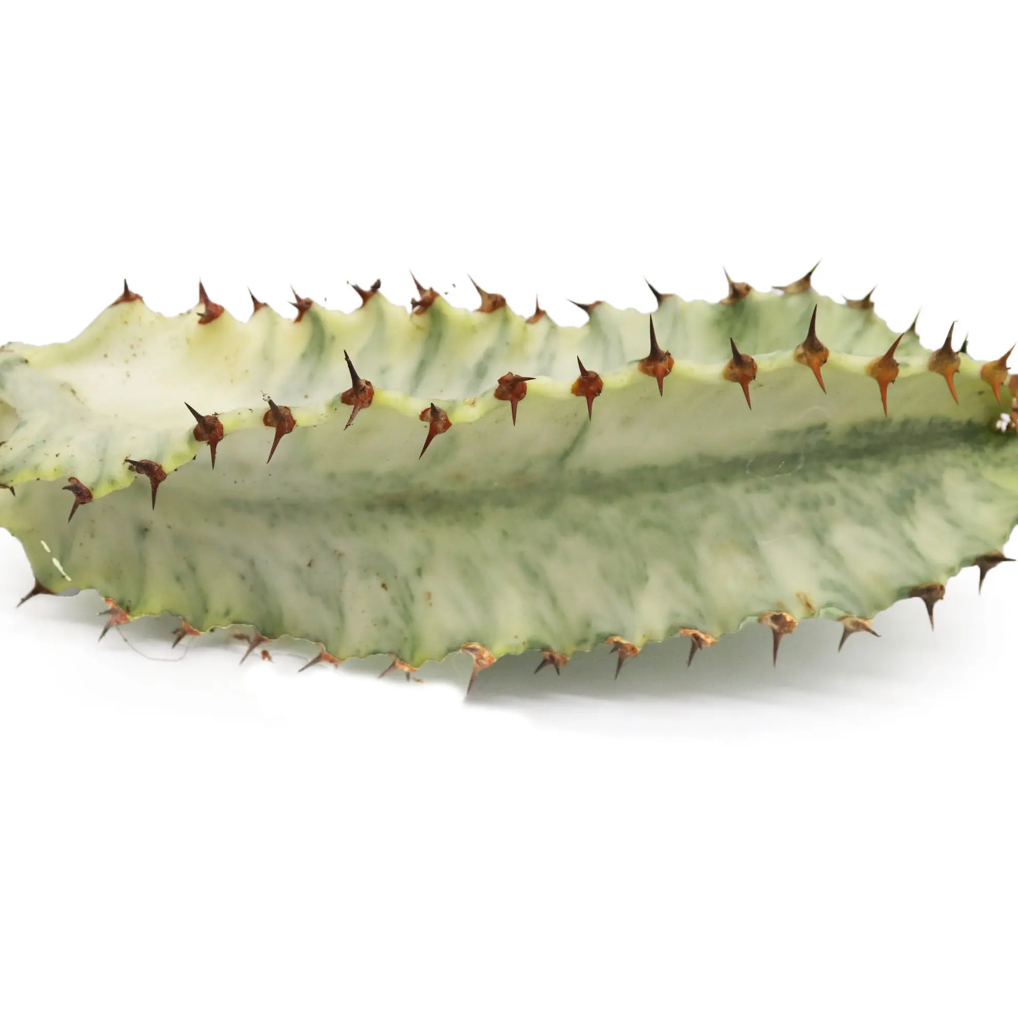 Euphorbia Ammak Variegata (Candelabra Spurge cutting) 6 inch cutting
