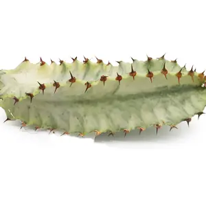 Euphorbia Ammak Variegata (Candelabra Spurge cutting) 6 inch cutting