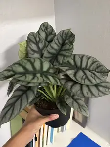 RZ-37  Alocasia Silver Dragon Rare Tropical Plant 6 Inch Pot | Exotic Silver Foliage Indoor Houseplant for Home & Office Decor