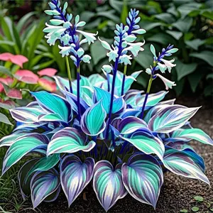 1000 Hosta Seeds Bulk – Hardy Shade-Loving Perennial, Perfect for Woodland Gardens, Outdoor Landscaping, and Patio Decoration