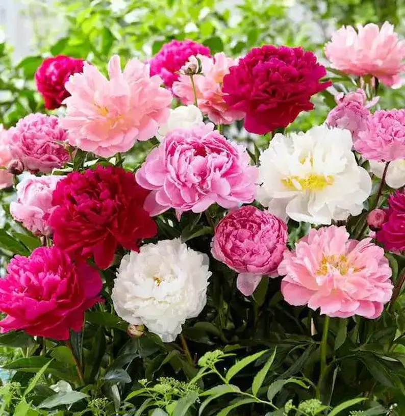 Mixed Color Peony Tubers, Live Bare-Root Peony Crowns, Hardy Perennial Garden Flowers, Large Double Fragrant Blooms, Ideal for Cut Flower Arrangements