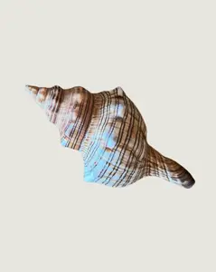 Sand-Ribbed Display Shells