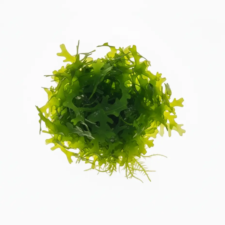 Live Subwassertang 2oz Portion