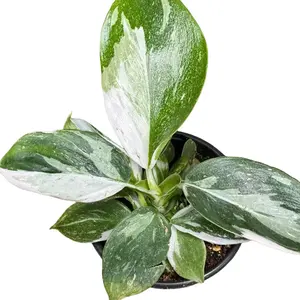 Philodendron 4in White Wizard