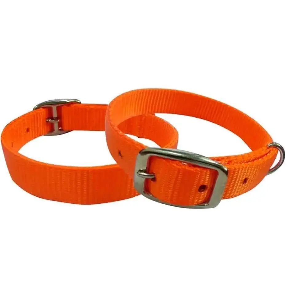 Orange nylon dog collar. Orange nylon dog collar.